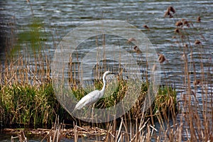 Lovely white heron hunting on the lake