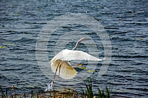 Lovely white heron hunting on the lake