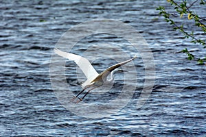 Lovely white heron hunting on the lake