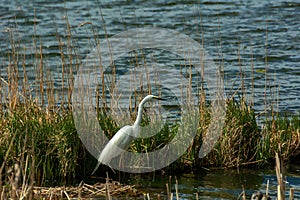 Lovely white heron hunting on the lake