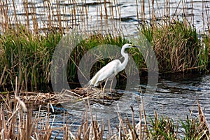 Lovely white heron hunting on the lake