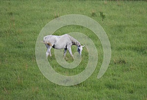 Lovely White Horse Grazing in a Field