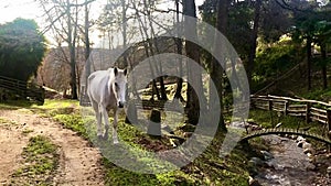 Lovely white horse walking slowly towards the camera in a natural wooded setting with a bridge over a small stream