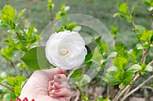 Lovely white jasmine flower in hand