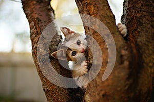 Lovely white kitten play on a tree. Portrait of an cute domestic cat in game