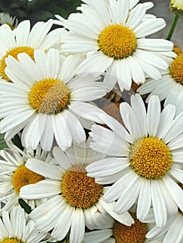 Lovely white marguerite daisy flowers photo