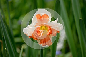 Lovely white narcissus flower with deep orange petals inside