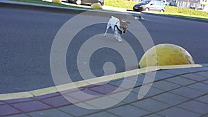 Lovely white pedigreed dog runs across wide asphalt road