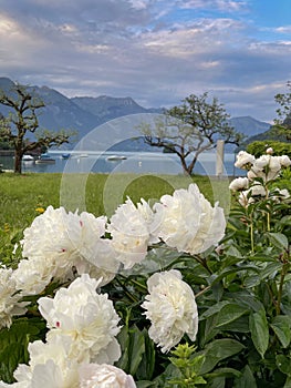 Lovely white Peonies blossoms in front of a lake in Switzerland