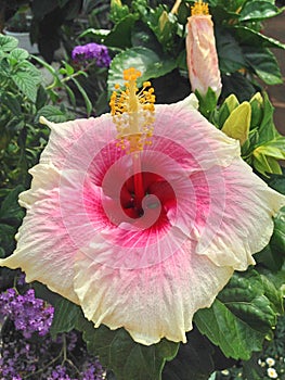 Lovely white and pink Hibiscus flower