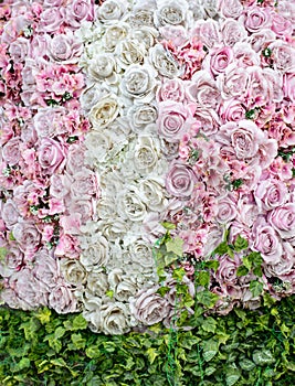 Lovely white and pink roses with leaves