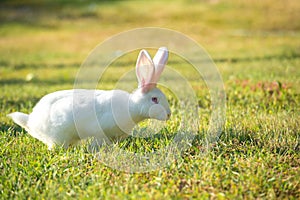 Lovely white rabbit with pink ears on juicy green grass.