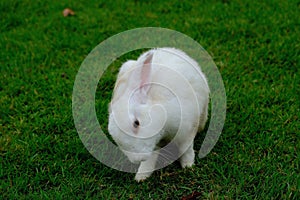 A lovely white rabbit posts a neck tilt gesture on green background photo
