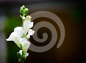 Lovely white Snapdragons Plant flowers at a botanical garden.