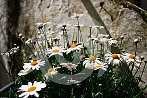 Lovely White Tiny Flower Bunch in Italy