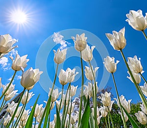 Lovely white tulips in city park