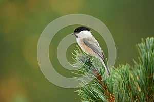 Lovely willow tit (Poecile montanus