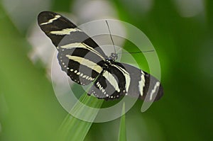 Lovely Wingspan on this Black and White Zebra Butterfly