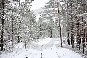 Lovely winter forest landscape view with pine trees covered with freshly snown snow
