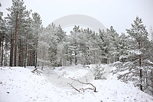 Lovely winter forest landscape view with pine trees covered with freshly snown snow photo