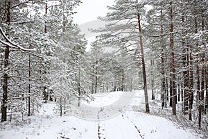 Lovely winter forest landscape view with pine trees covered with freshly snown snow photo