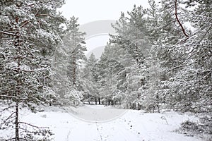 Lovely winter forest landscape view with pine trees covered with freshly snown snow photo