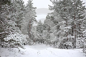 Lovely winter forest landscape view with pine trees covered with freshly snown snow photo