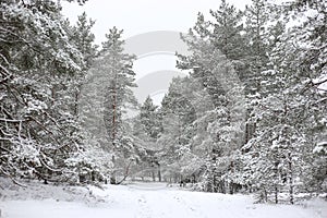 Lovely winter forest landscape view with pine trees covered with freshly snown snow photo