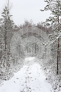 Lovely winter forest landscape view with pine trees covered with freshly snown snow photo