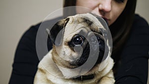 Lovely woman hugging sleepy pug. Close up of cute fat pug dog.