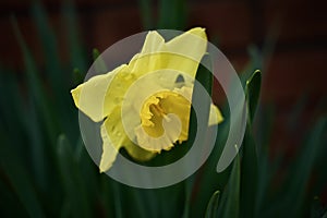 Beautiful Spring Daffodil With Dew Drops On Its Bright Yellow Petals In An Peaceful Flower Garden