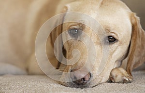 A lovely yellow labrador laying down looking at camera