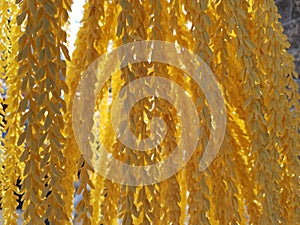 lovely yellow palm tree flowers