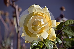 A lovely yellow rose