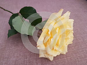 Lovely yellow rose to put in bouquet photo