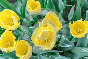 Lovely yellow tulips top view close up