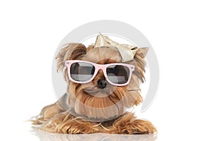 Lovely yorkshire terrier dog with sunglasses and bow looking funny