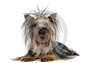 Lovely yorkshire terrier lying in white studio floor