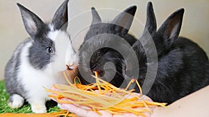 Lovely young 1 month rabbits eating carrot