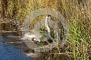 Lovely young, brown swan standing in water, near water grass