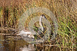 Lovely young, brown swan standing in water, near water grass