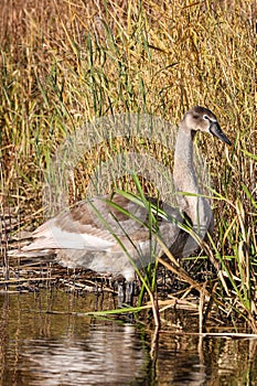 Lovely young, brown swan standing in water, near water grass