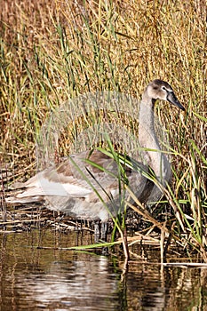 Lovely young, brown swan standing in water, near water grass