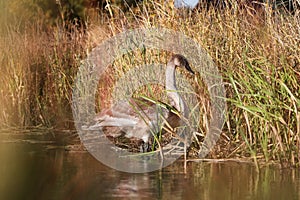 Lovely young, brown swan standing in water, near water grass