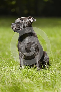 Lovely young male puppy of staffordshire bull terrier