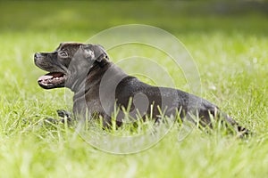 Lovely young male puppy of staffordshire bull terrier