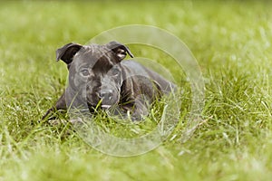 Lovely young male puppy of staffordshire bull terrier