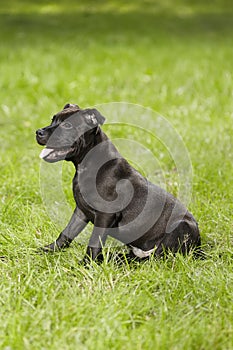 Lovely young male puppy of staffordshire bull terrier in park