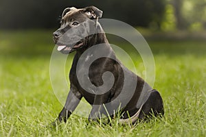 Lovely young male puppy of staffordshire bull terrier in park