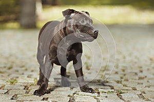 Lovely young male puppy of staffordshire bull terrier in park